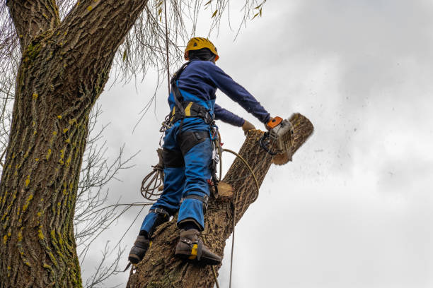 Best Tree Trimming Near Me  in Flippin, AR